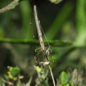 Ariamnes sp. (genus) at Acton, ACT - 21 Dec 2018 01:52 PM