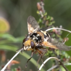 Microtropesa sp. (genus) (Tachinid fly) at Cotter River, ACT - 8 Dec 2018 by JudithRoach