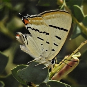 Jalmenus evagoras at Rendezvous Creek, ACT - 28 Dec 2018 12:21 PM