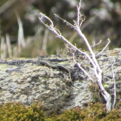 Pseudemoia entrecasteauxii (Woodland Tussock-skink) at Kosciuszko National Park, NSW - 28 Dec 2018 by KShort