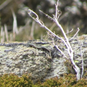 Pseudemoia entrecasteauxii at Kosciuszko National Park, NSW - 28 Dec 2018 11:01 AM