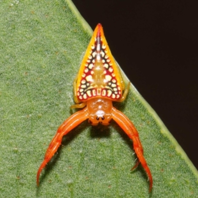 Arkys walckenaeri (Triangle spider) at Acton, ACT - 21 Dec 2018 by TimL