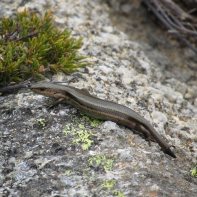 Pseudemoia entrecasteauxii (Woodland Tussock-skink) at Kosciuszko National Park, NSW - 28 Dec 2018 by KShort