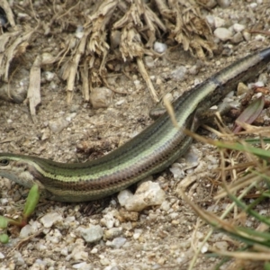 Pseudemoia entrecasteauxii at Kosciuszko National Park, NSW - 28 Dec 2018