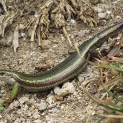 Pseudemoia entrecasteauxii (Woodland Tussock-skink) at Kosciuszko National Park - 28 Dec 2018 by KShort