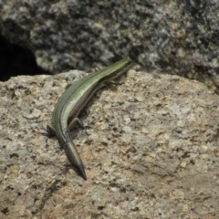 Pseudemoia entrecasteauxii at Kosciuszko National Park, NSW - 28 Dec 2018