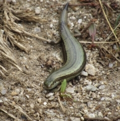 Pseudemoia entrecasteauxii at Kosciuszko National Park, NSW - 28 Dec 2018