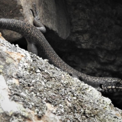 Egernia saxatilis (Black Rock Skink) at Booth, ACT - 28 Dec 2018 by JohnBundock