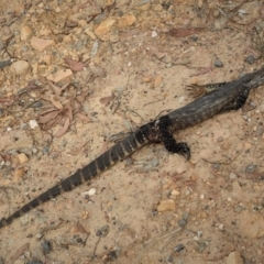 Varanus rosenbergi (Heath or Rosenberg's Monitor) at Booth, ACT - 27 Dec 2018 by JohnBundock