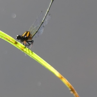 Nososticta solida (Orange Threadtail) at Jerrabomberra, NSW - 28 Dec 2018 by SandraH