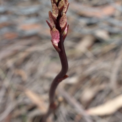 Dipodium roseum (Rosy Hyacinth Orchid) at MTR591 at Gundaroo - 9 Dec 2018 by MaartjeSevenster