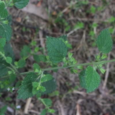 Melissa officinalis (Lemon Balm, Common Balm) at Gundaroo, NSW - 28 Dec 2018 by MaartjeSevenster