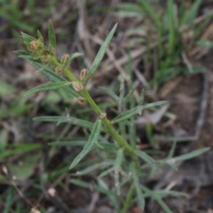 Haloragis heterophylla at Gundaroo, NSW - 22 Dec 2018 01:27 PM