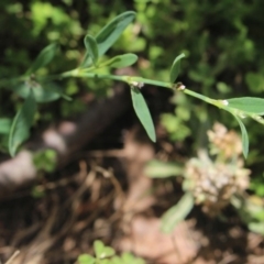 Polygonum sp. (Wireweed) at Gundaroo, NSW - 22 Dec 2018 by MaartjeSevenster