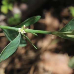 Polygonum sp. at Gundaroo, NSW - 22 Dec 2018