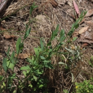 Polygonum sp. at Gundaroo, NSW - 22 Dec 2018