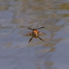 Unverified Wasp (Hymenoptera, Apocrita) at Mulligans Flat - 28 Dec 2018 by AlisonMilton