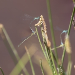 Austroagrion watsoni (Eastern Billabongfly) at Amaroo, ACT - 27 Dec 2018 by AlisonMilton