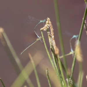 Austroagrion watsoni at Amaroo, ACT - 28 Dec 2018 10:12 AM