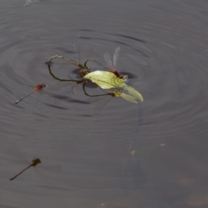 Xanthagrion erythroneurum at Amaroo, ACT - 28 Dec 2018