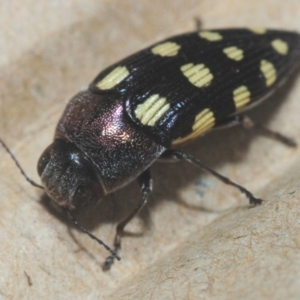 Astraeus crassus at Tianjara, NSW - 23 Dec 2018 10:16 PM