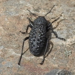 Talaurinus typicus at Booth, ACT - 28 Dec 2018