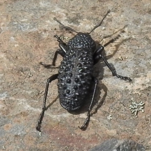 Talaurinus typicus at Booth, ACT - 28 Dec 2018 11:01 AM
