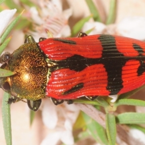 Castiarina ignota at Paddys River, ACT - 27 Dec 2018