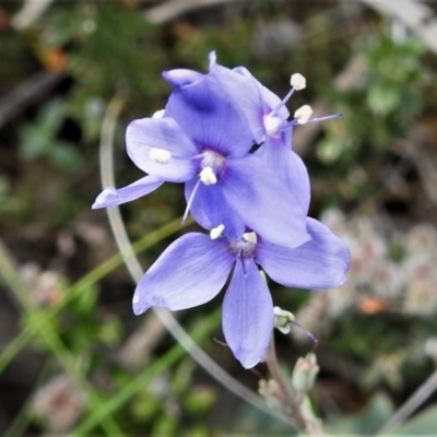 Veronica perfoliata (Digger's Speedwell) at Booth, ACT - 28 Dec 2018 by JohnBundock