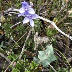 Veronica perfoliata at Booth, ACT - 28 Dec 2018