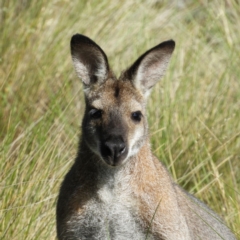 Notamacropus rufogriseus (Red-necked Wallaby) at Paddys River, ACT - 28 Dec 2018 by MatthewFrawley