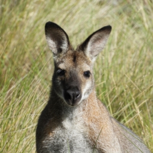 Notamacropus rufogriseus at Paddys River, ACT - 28 Dec 2018