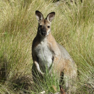 Notamacropus rufogriseus at Paddys River, ACT - 28 Dec 2018