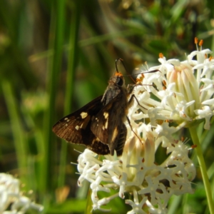 Trapezites phigalioides at Paddys River, ACT - 28 Dec 2018