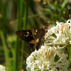 Trapezites phigalioides at Paddys River, ACT - 28 Dec 2018