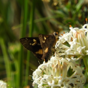 Trapezites phigalioides at Paddys River, ACT - 28 Dec 2018