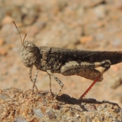 Austroicetes pusilla (Grasshopper, Locust) at Kambah, ACT - 26 Dec 2018 by MichaelBedingfield