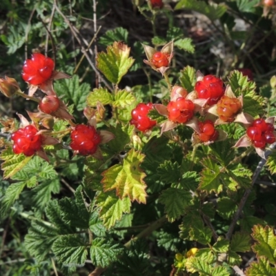 Rubus parvifolius (Native Raspberry) at Tuggeranong DC, ACT - 26 Dec 2018 by michaelb