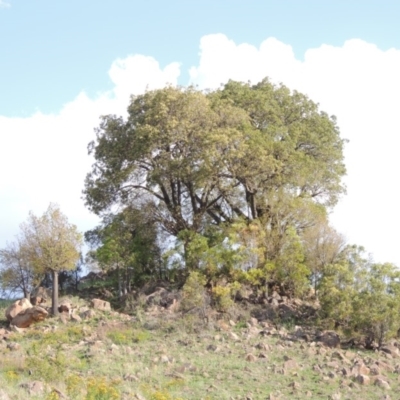 Brachychiton populneus subsp. populneus (Kurrajong) at Urambi Hills - 26 Dec 2018 by michaelb