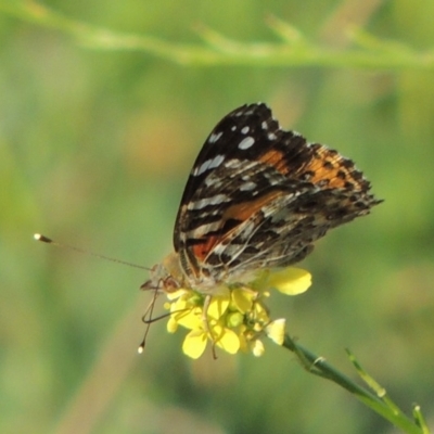 Vanessa kershawi (Australian Painted Lady) at Kambah, ACT - 26 Dec 2018 by michaelb