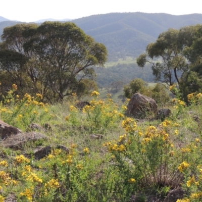 Hypericum perforatum (St John's Wort) at Urambi Hills - 26 Dec 2018 by michaelb