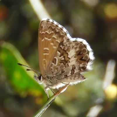 Neolucia agricola (Fringed Heath-blue) at Paddys River, ACT - 27 Dec 2018 by MatthewFrawley