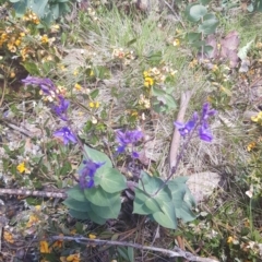 Veronica perfoliata (Digger's Speedwell) at Namadgi National Park - 23 Dec 2018 by jeremyahagan