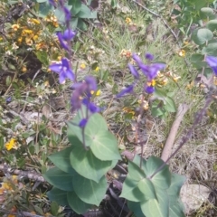 Veronica perfoliata at Namadgi National Park - 23 Dec 2018 12:32 PM