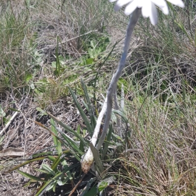 Celmisia tomentella (Common Snow Daisy) at Cotter River, ACT - 23 Dec 2018 by jeremyahagan