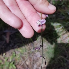 Arthropodium milleflorum (Vanilla Lily) at Kosciuszko National Park - 23 Dec 2018 by jeremyahagan