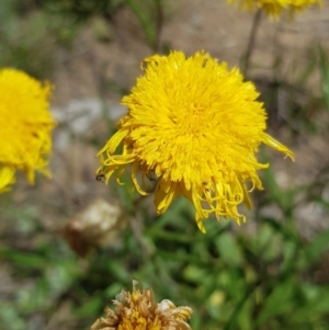 Podolepis robusta at Bimberi, NSW - 23 Dec 2018