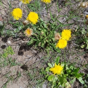 Podolepis robusta at Bimberi, NSW - 23 Dec 2018