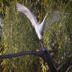 Platalea regia (Royal Spoonbill) at Fyshwick, ACT - 29 Dec 2018 by GlennMcMellon