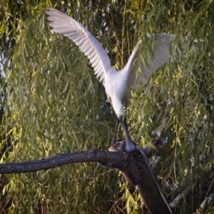 Platalea regia at Fyshwick, ACT - 29 Dec 2018 06:58 AM